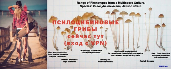 PSILOCYBIN Нефтегорск
